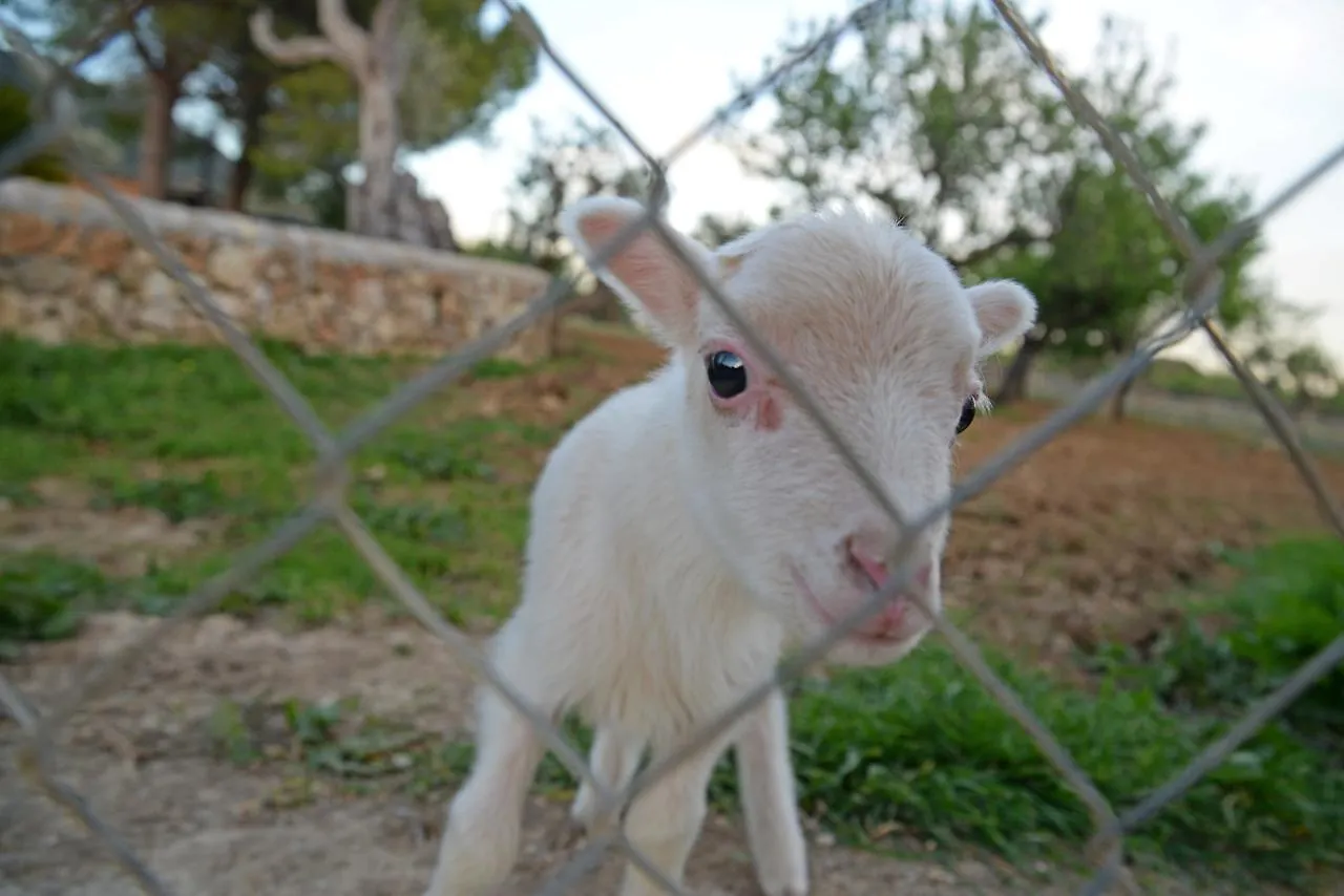 **** Hotel Finca - Agroturisme Sa Parellada Binibona Spanien